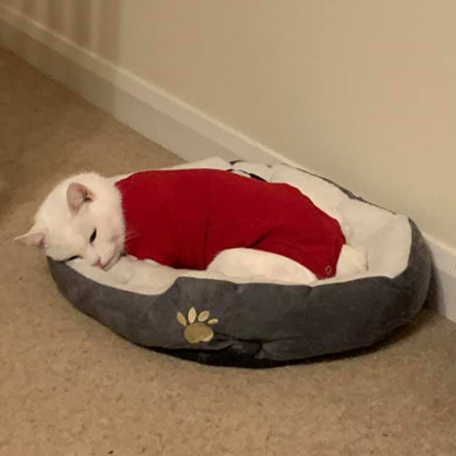 white cat wearing red vest and sleeping in cat bed