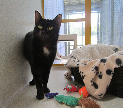 black cat in adoption centre pen