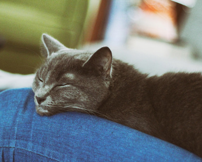 grey cat asleep on lap