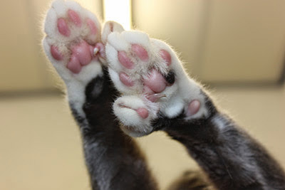 Polydactyl cat paws