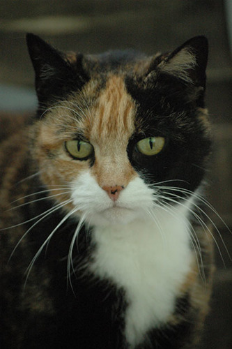 ginger, black and white cat