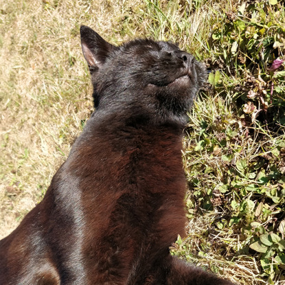 black cat smiling in the sun