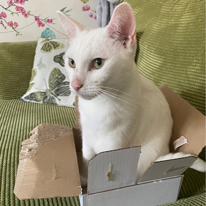 white cat sitting inside cardboard box on green sofa