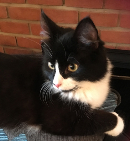 black and white cat