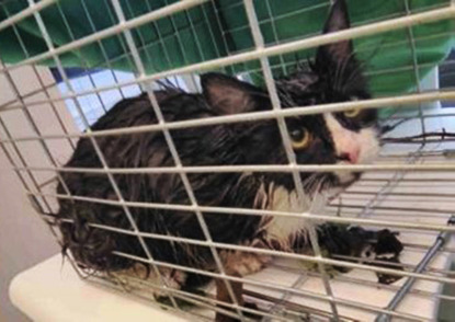 soaking wet black and white cat in cat cage