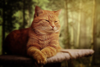 Ginger cat slow blinking
