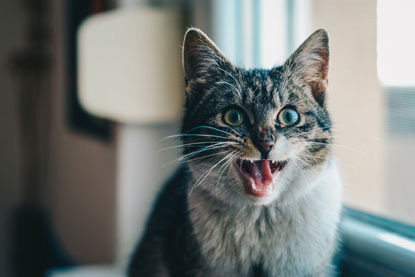 tabby and white cat meowing