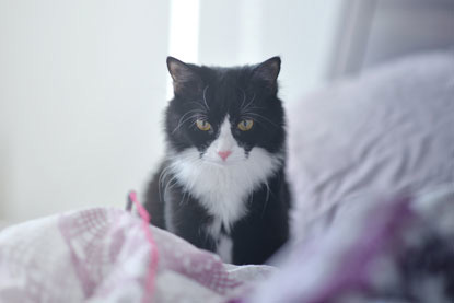 black and white cat sitting on pink bedding