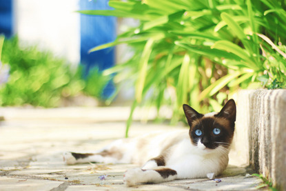 tortoiseshell and white cat lying in the shade