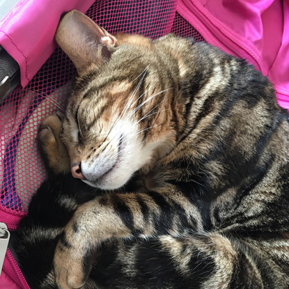 Bengal cat smiling