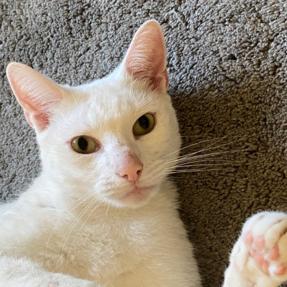 white cat lying on carpet