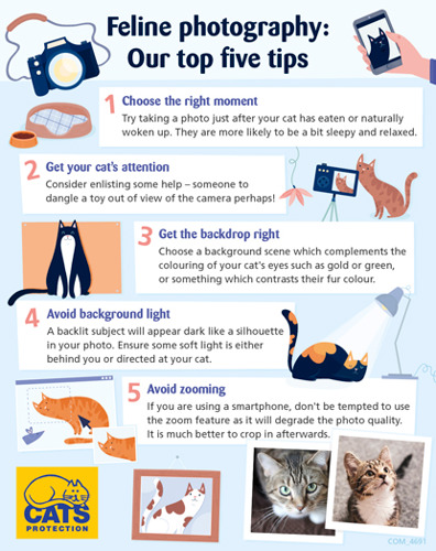 How to take cat photos guide