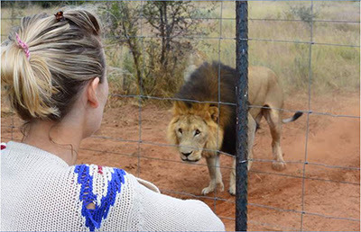 blonde woman looking at lion in enclosure