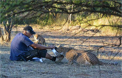 man feeding two cheetahs