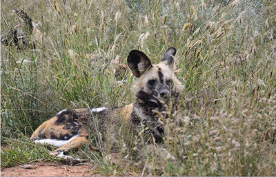 hyena in long grass