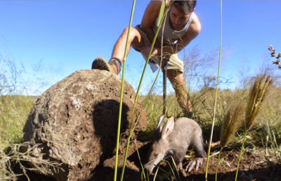 Danny Mac with an aardvark