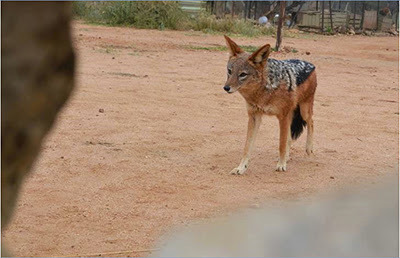 animals in the Na'ankuse conservation project