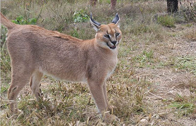 a caracal in the Na'ankuse conservation project
