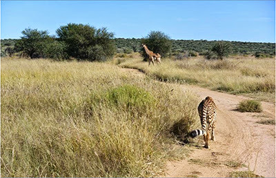cheetah and giraffe in Namibia