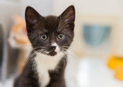 black and white kitten