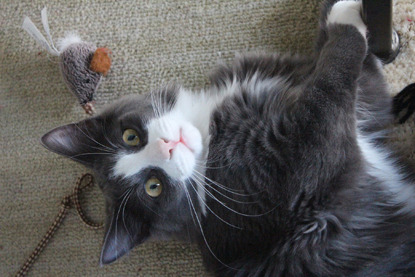 grey-and-white cat lying on floor with fishing rod toy