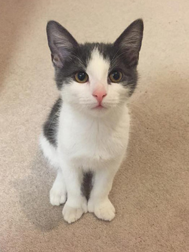 white and grey polydactyl kitten