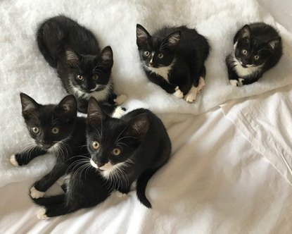 litter of five polydactyl black and white kittens