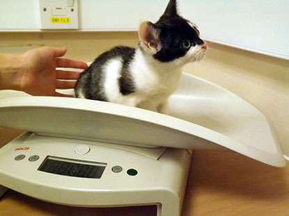 black and white kitten sitting on scales