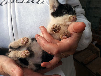 person holding dirty black and white kitten