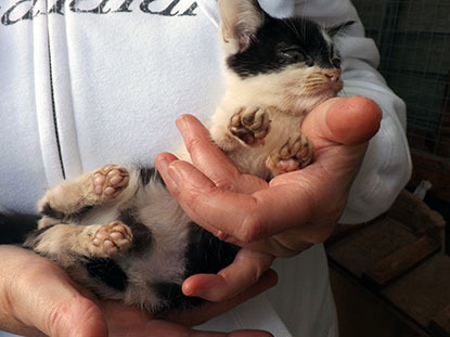 black and white kitten with dirty paws