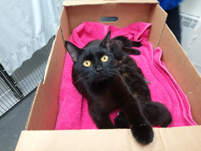 black cat and kittens in cardboard box