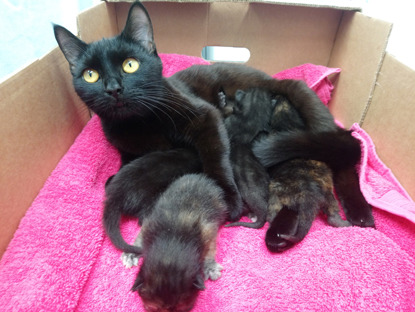 black mum cat and kittens in cardboard box
