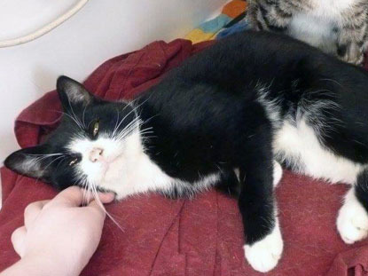 black and white cat being stroked on red blanket