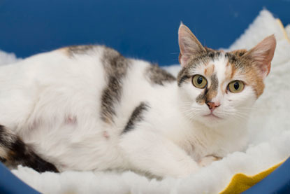 Pregnant tabby and white cat in blue cat bed