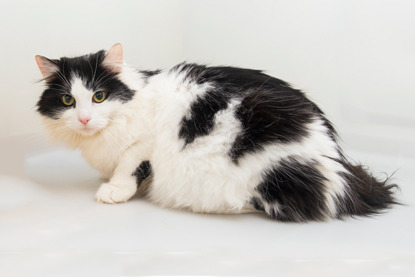 heavily pregnant black-and-white cat
