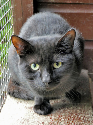 black cat in outdoor pen