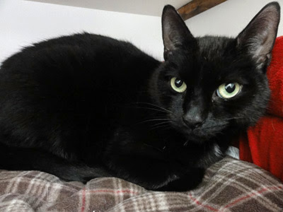 black cat on tartan blanket