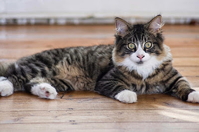 longhaired tabby cat sitting on wooden floor