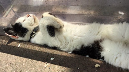 black and white cat lying asleep in a gutter