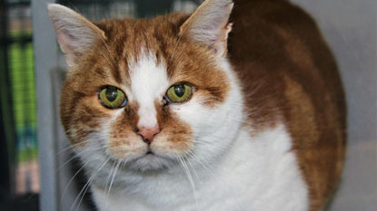 white and ginger tabby cat with green eyes