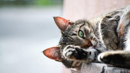 tabby cat lying on windowsill outside