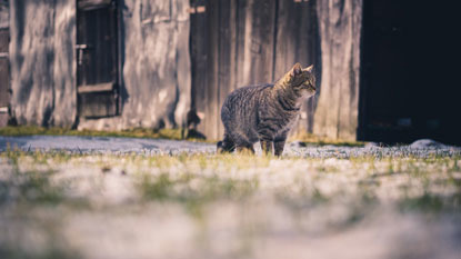 tabby cat in meadow