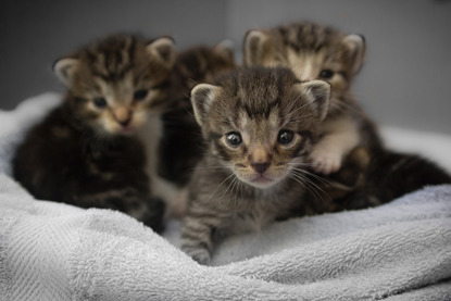 four tabby newborn kittens