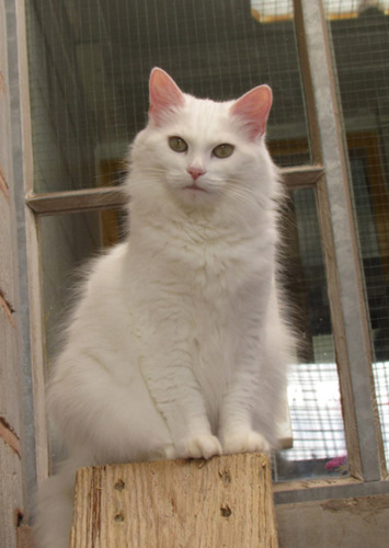 white cat in outdoor cat pen