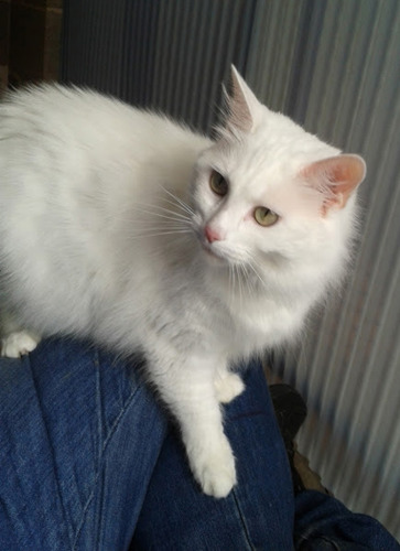 longhaired white cat sitting on lap