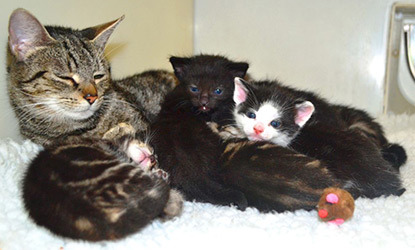 tabby queen cat with litter of kittens