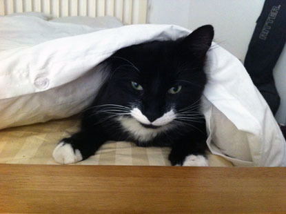 black and white cat lying on bed under quilt
