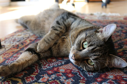 tabby cat lying on red and blue rug