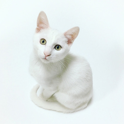 white cat against white background