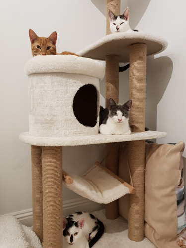 four cats on a scratch post tower